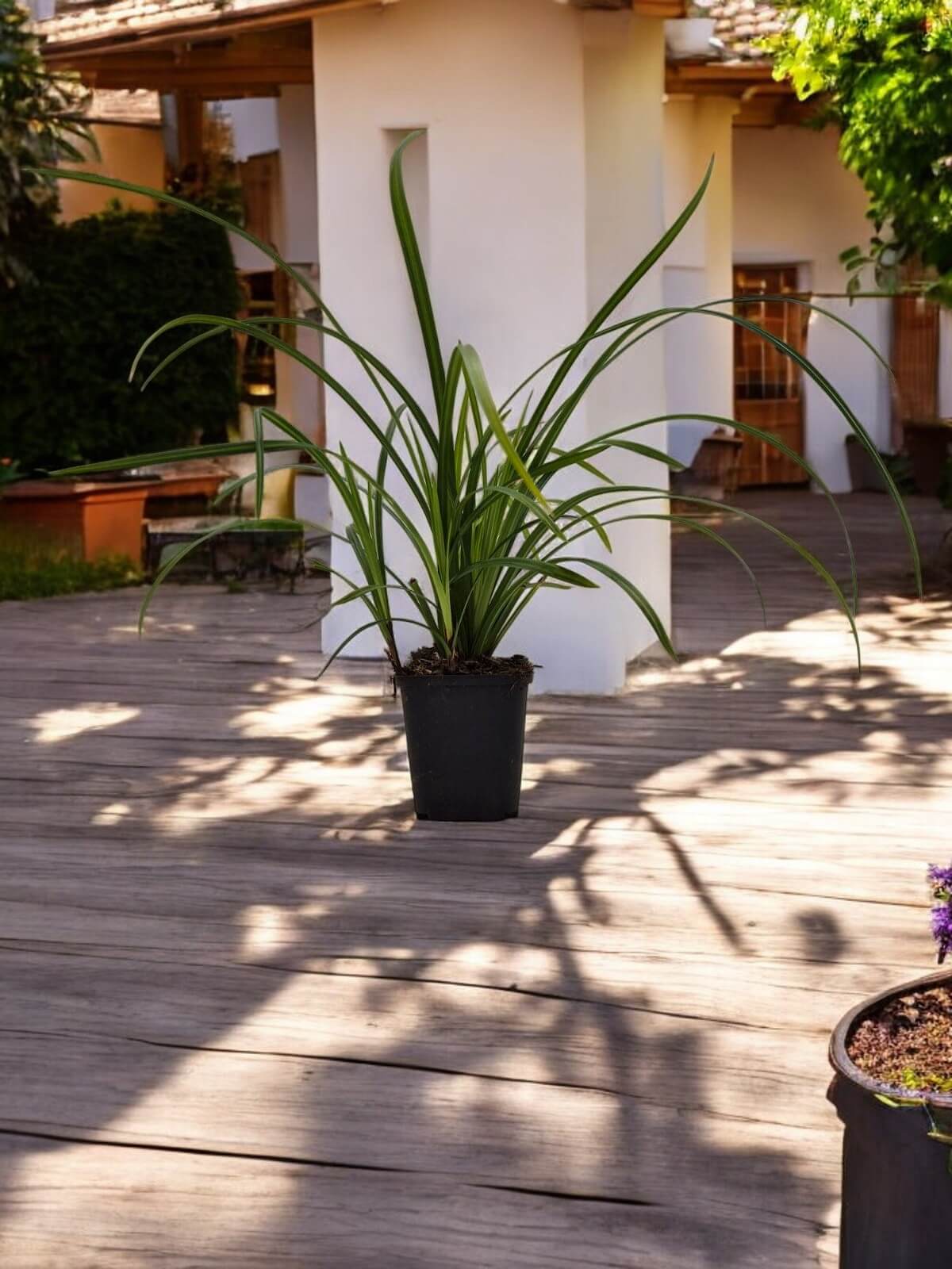 Ultieme Sier Beplanting Starterset Cadeauplant