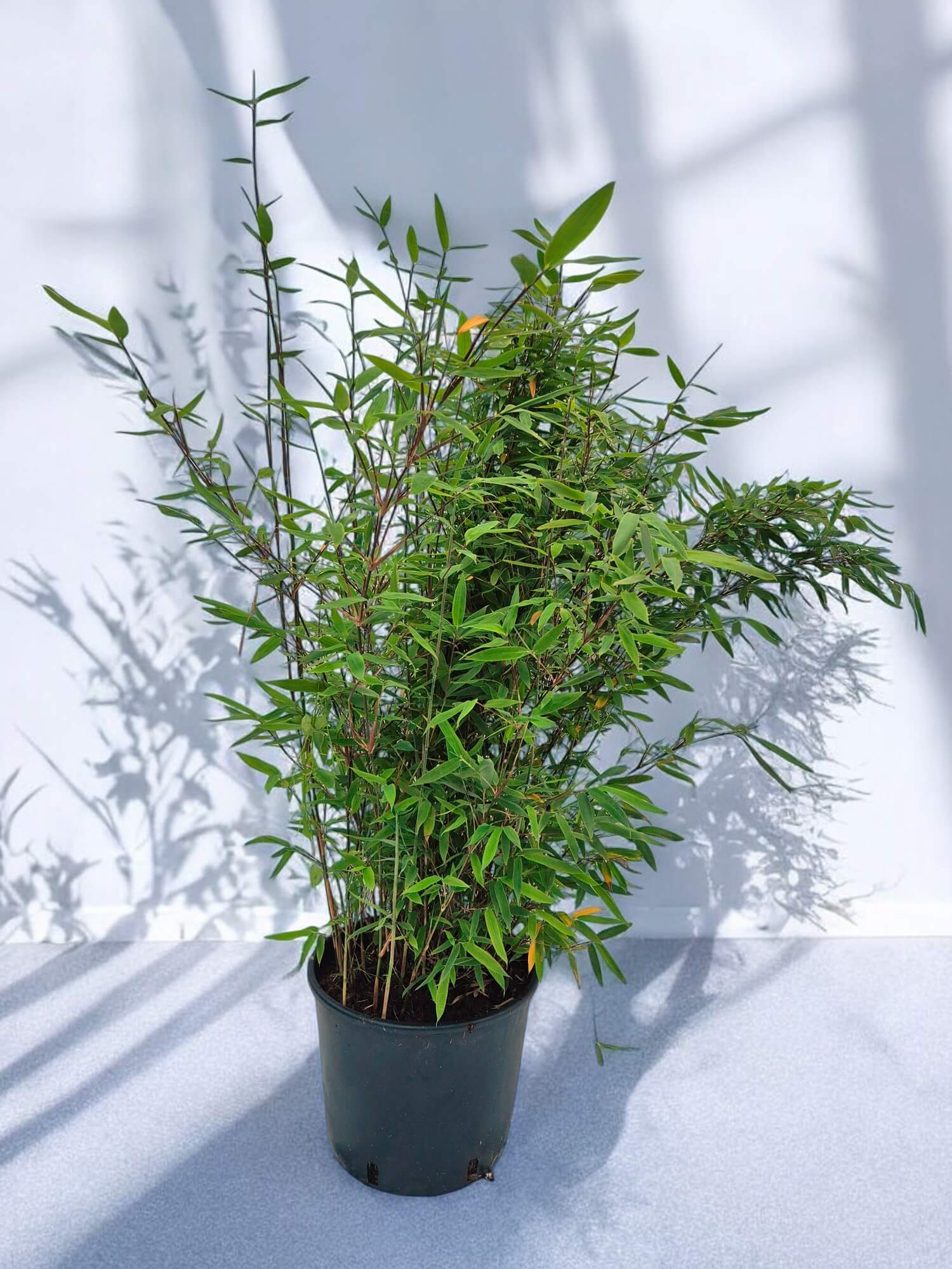 Fargesia Nitida Black Pearl Cadeauplant