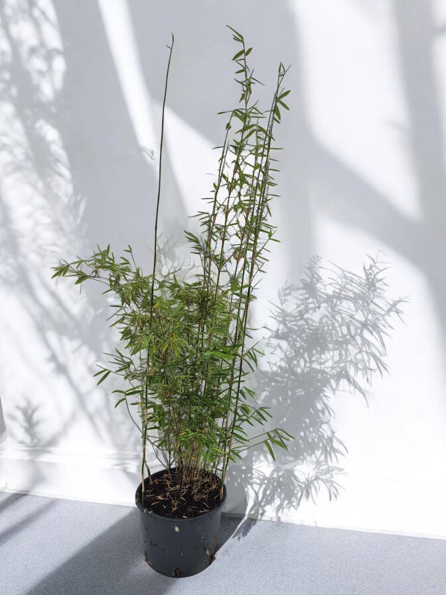 Grote Fargesia Jiuzhaigou1 Cadeauplant