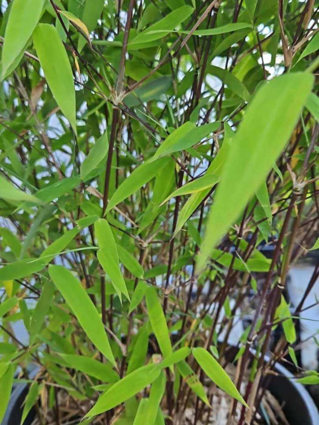 Fargesia Nitida Black Pearl Cadeauplant