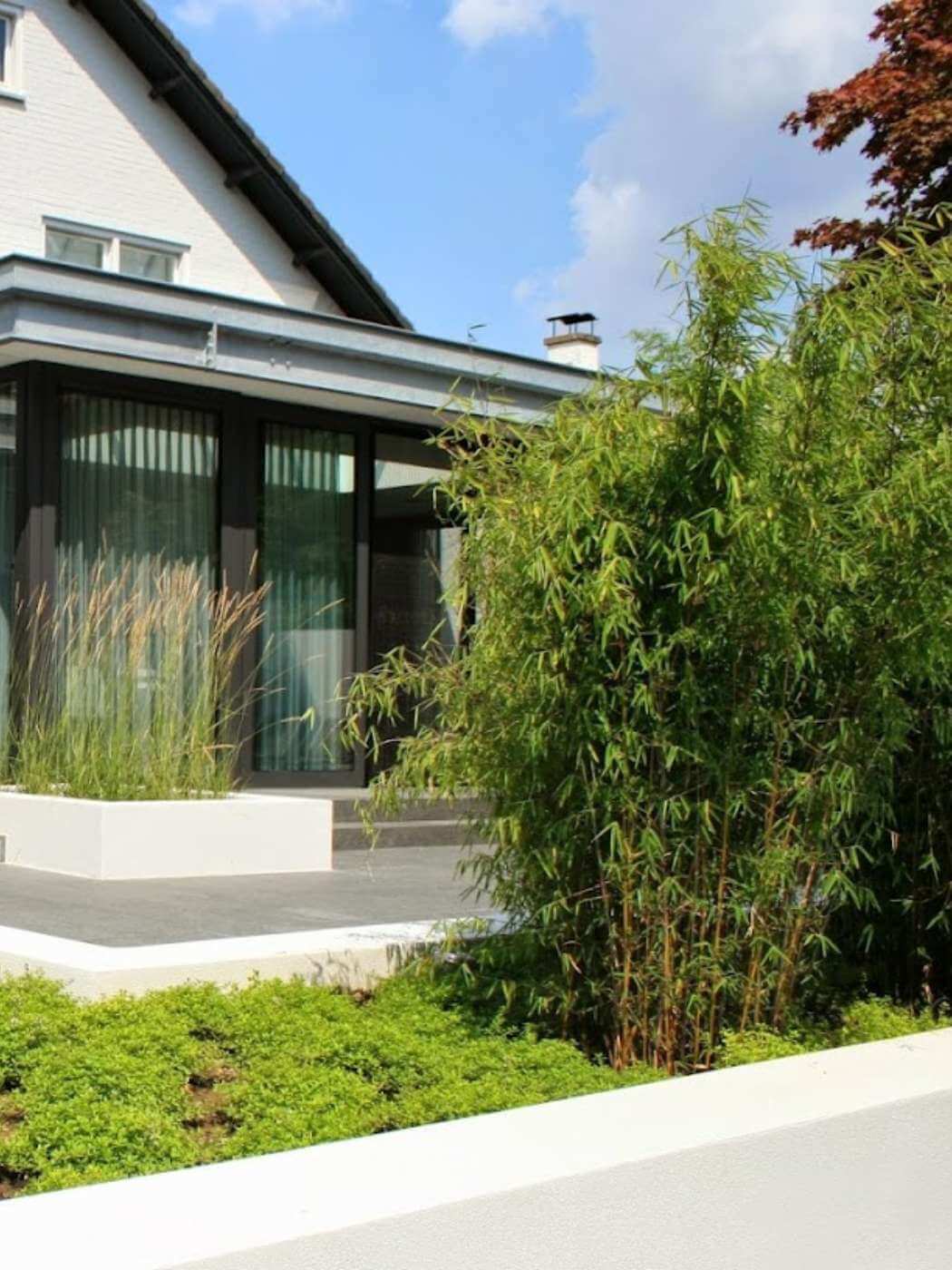 Grote Fargesia Jiuzhaigou1 Cadeauplant