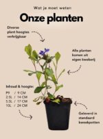 Over onze planten: Van potmaat tot beschikbare hoogtes.