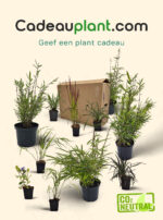 Een plant cadeau geven en gratis laten bezorgen doe je met cadeauplant.com!